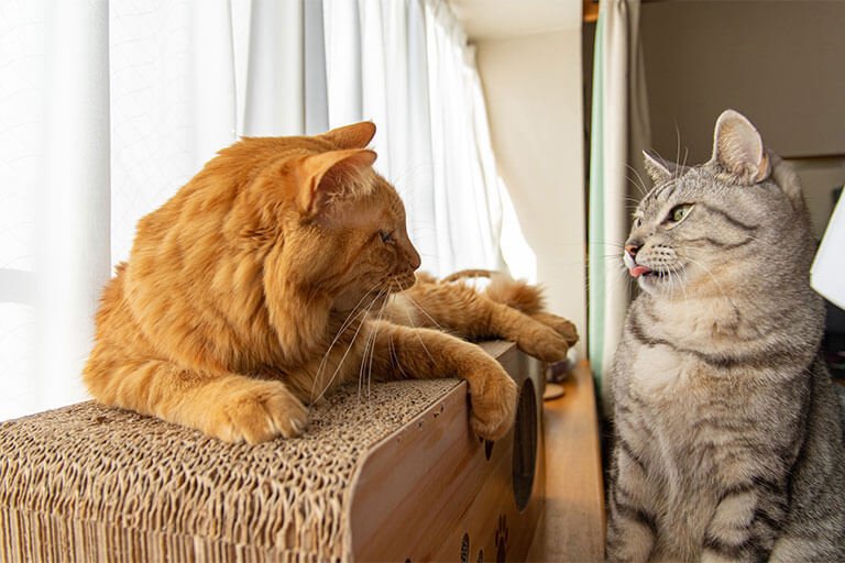 向かい合う二匹の猫